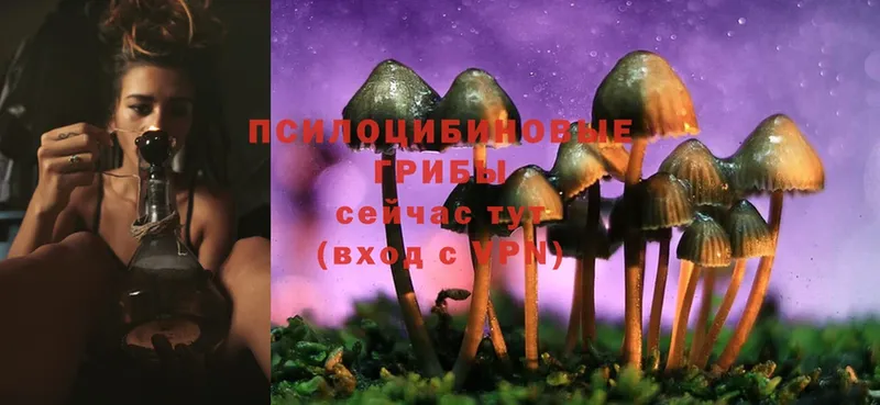 Псилоцибиновые грибы Psilocybine cubensis  закладки  Борисоглебск 